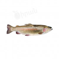 Fish Red Trout