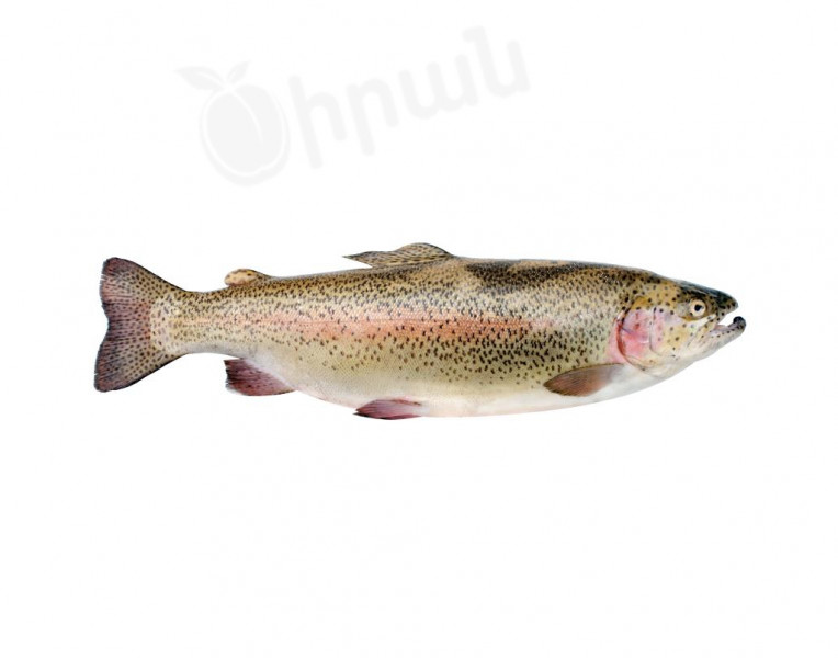 Fish Red Trout
