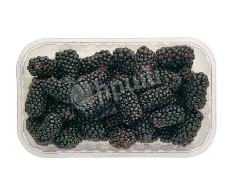 Blackberry in Container