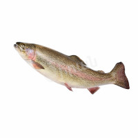 Fish Trout